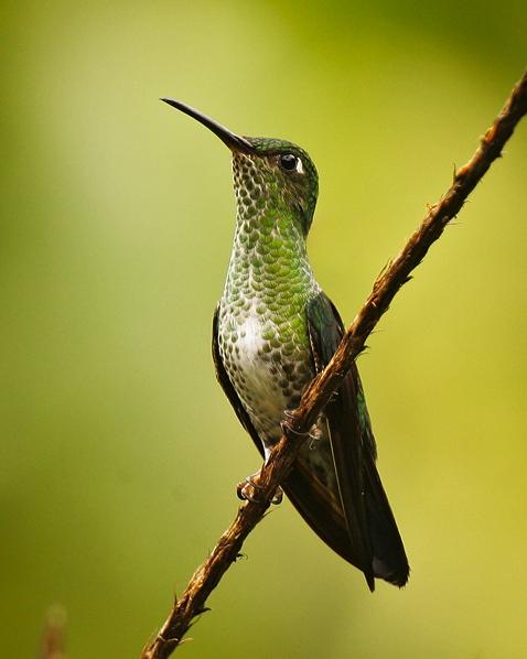 Many-spotted Hummingbird Photo by Francesco Veronesi