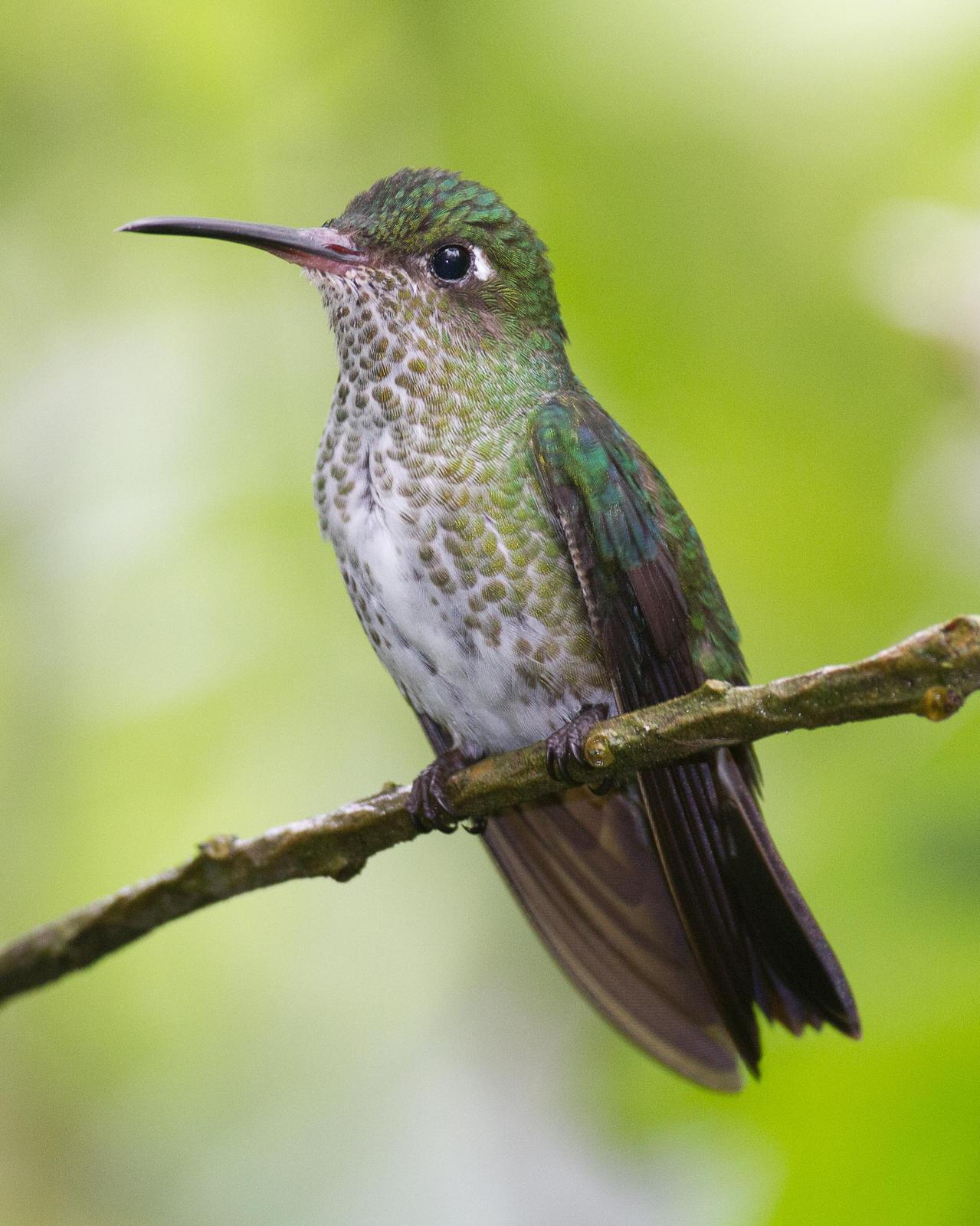 Many-spotted Hummingbird Photo by Robert Lewis