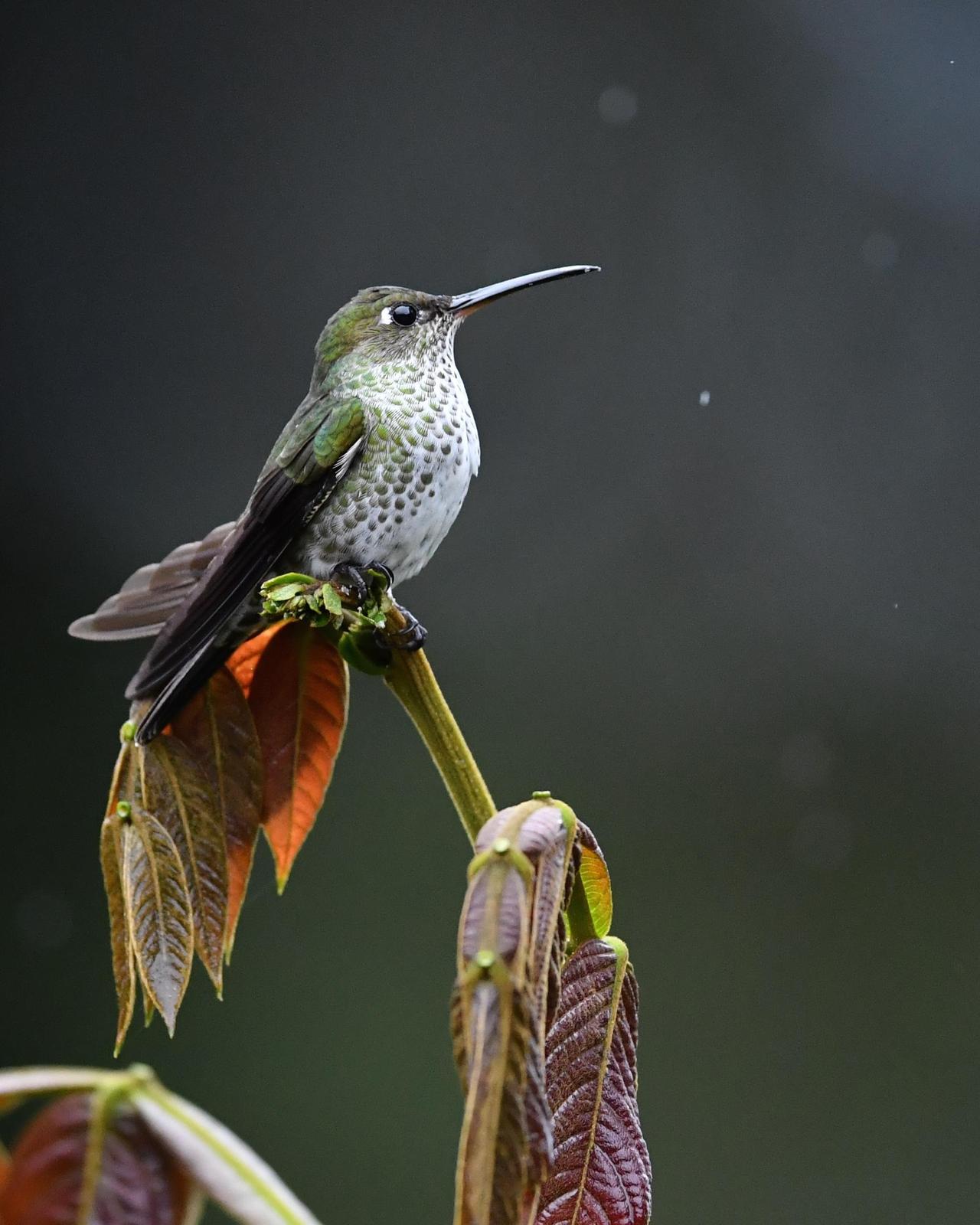 Many-spotted Hummingbird Photo by Gerald Friesen
