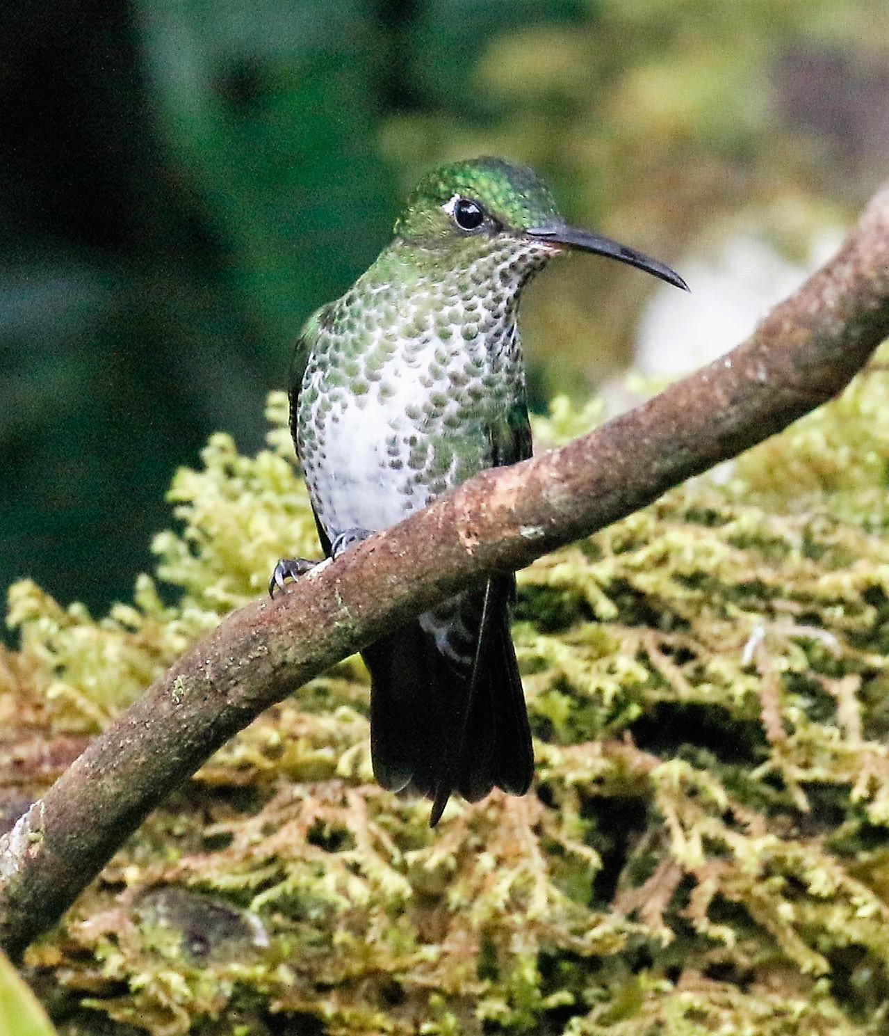 Many-spotted Hummingbird Photo by Thomas Driscoll