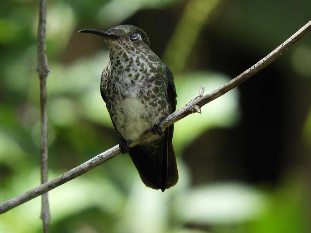 Many-spotted Hummingbird Photo by Jeff Harding