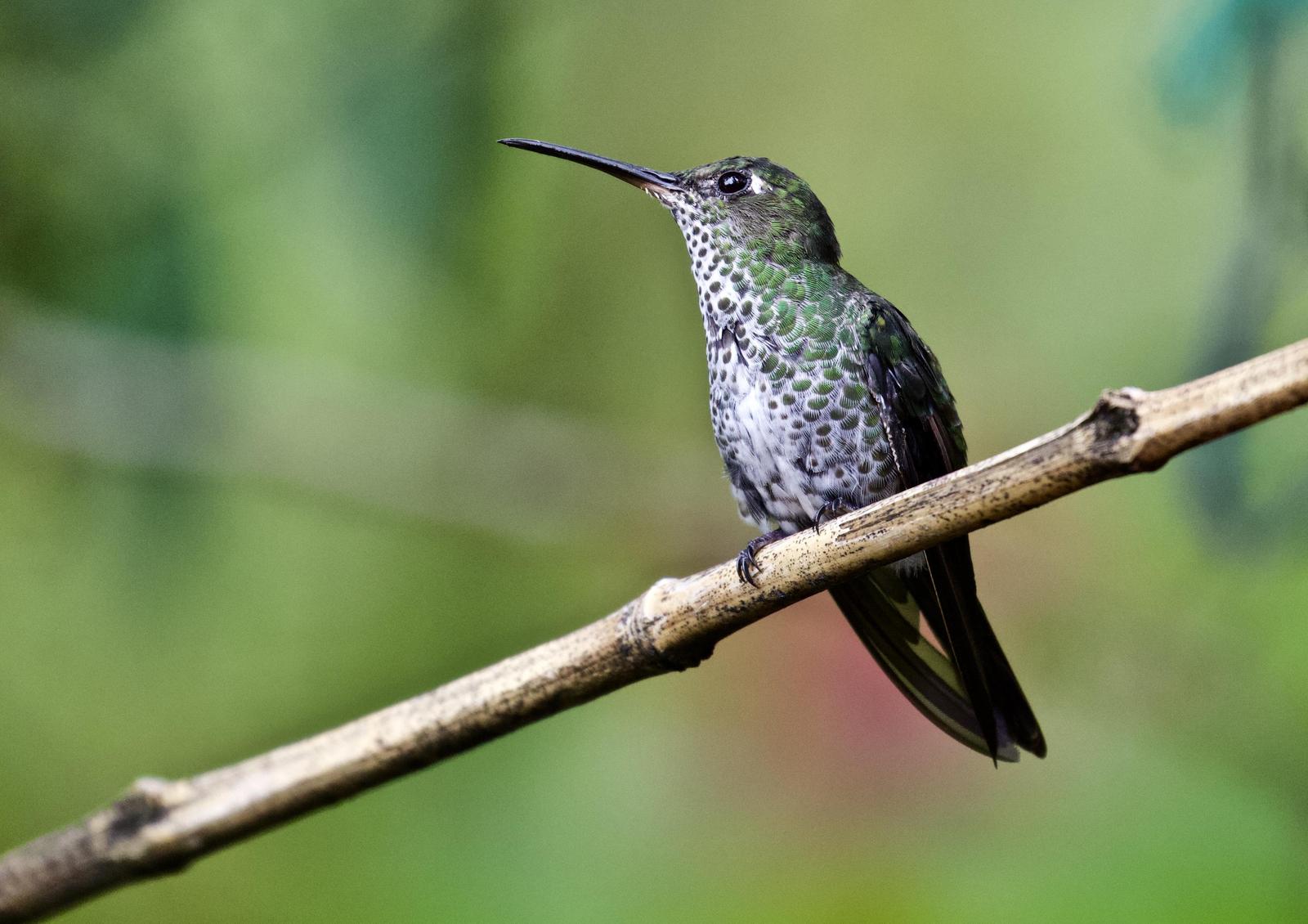 Many-spotted Hummingbird Photo by  