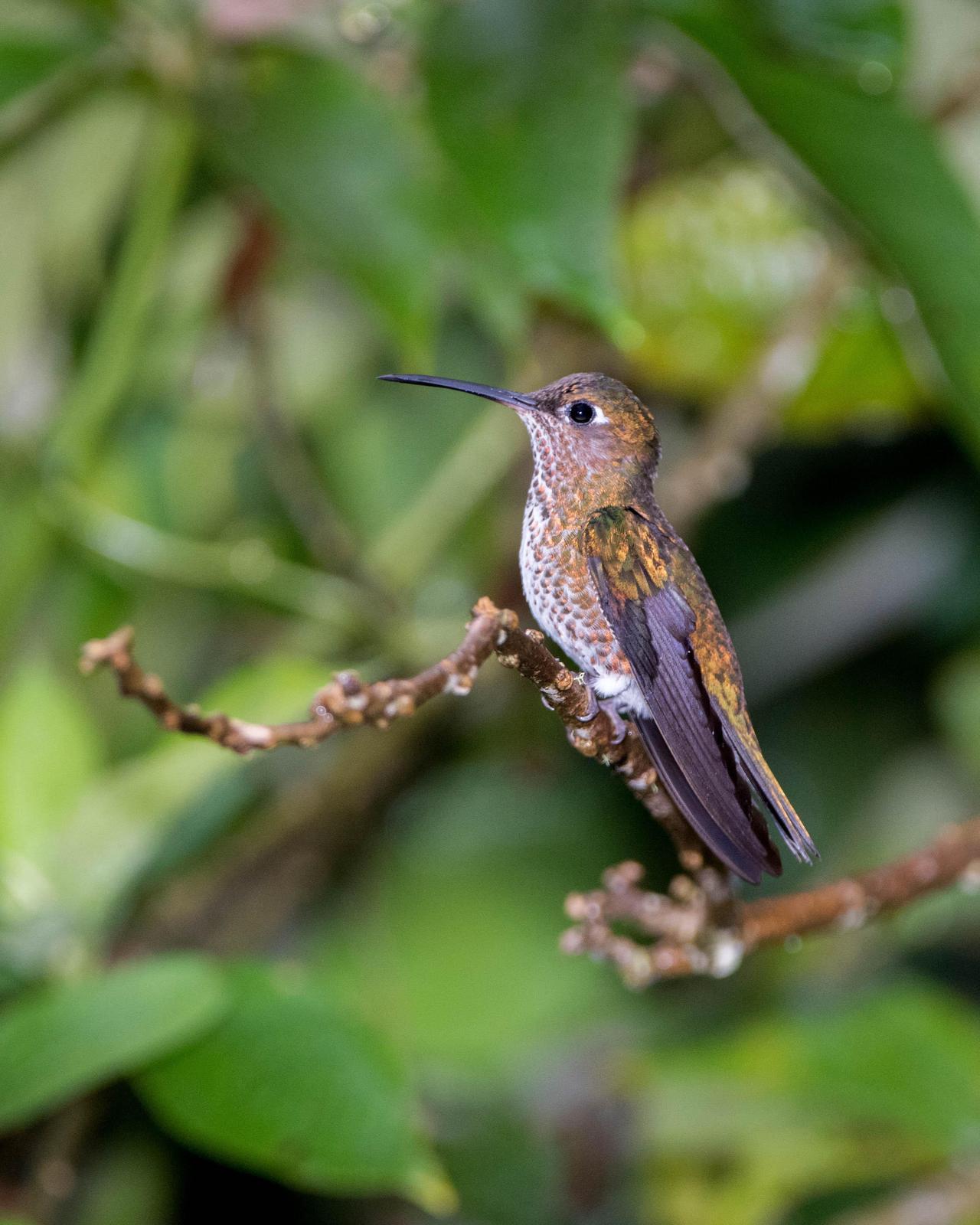 Many-spotted Hummingbird Photo by Harold Davis