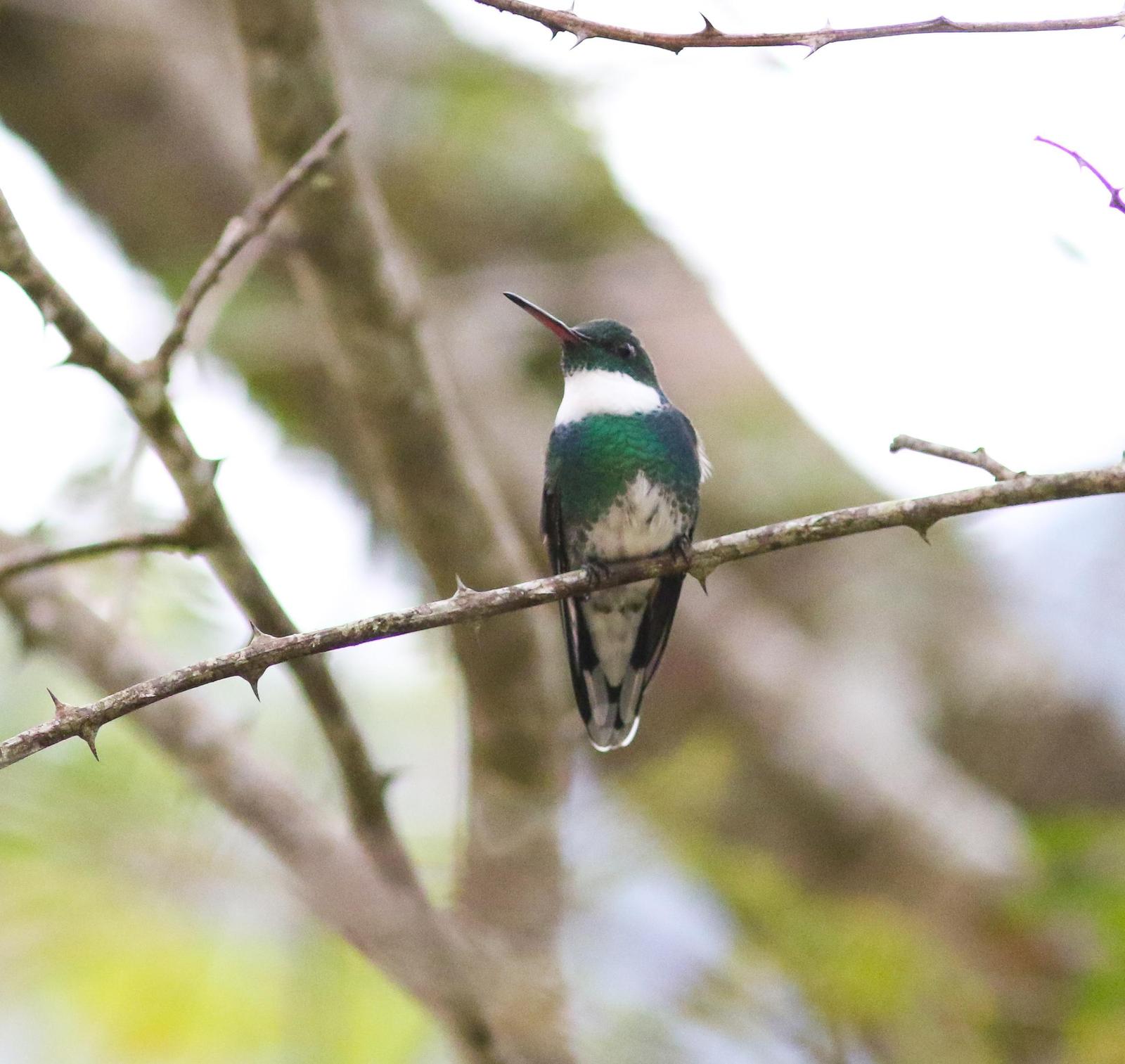 White-throated Hummingbird Photo by Leonardo Garrigues