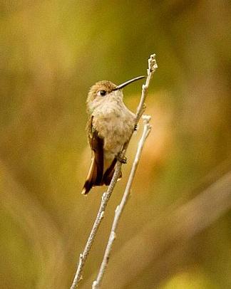 Tumbes Hummingbird Photo by Francesco Veronesi