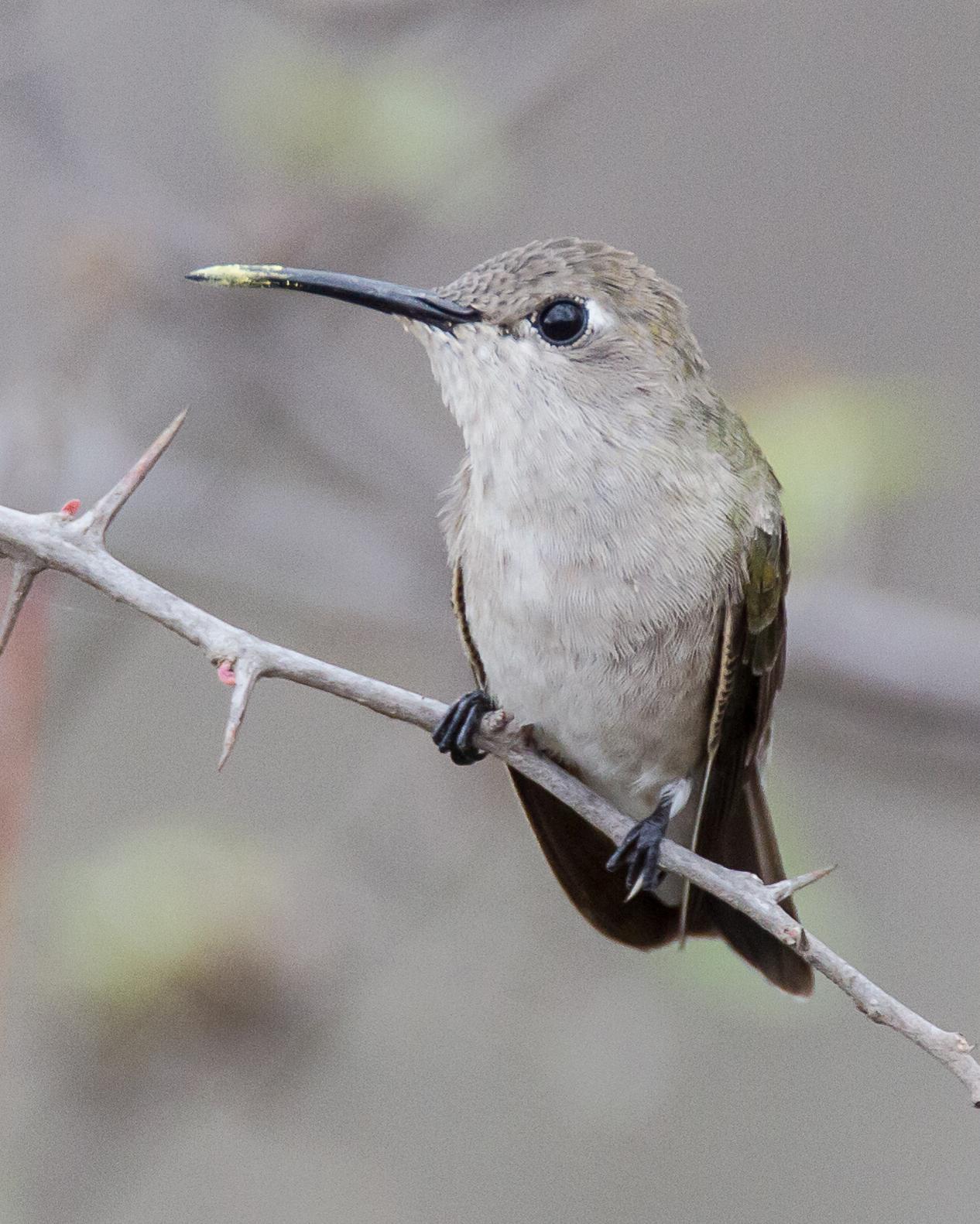 Tumbes Hummingbird Photo by Robert Lewis