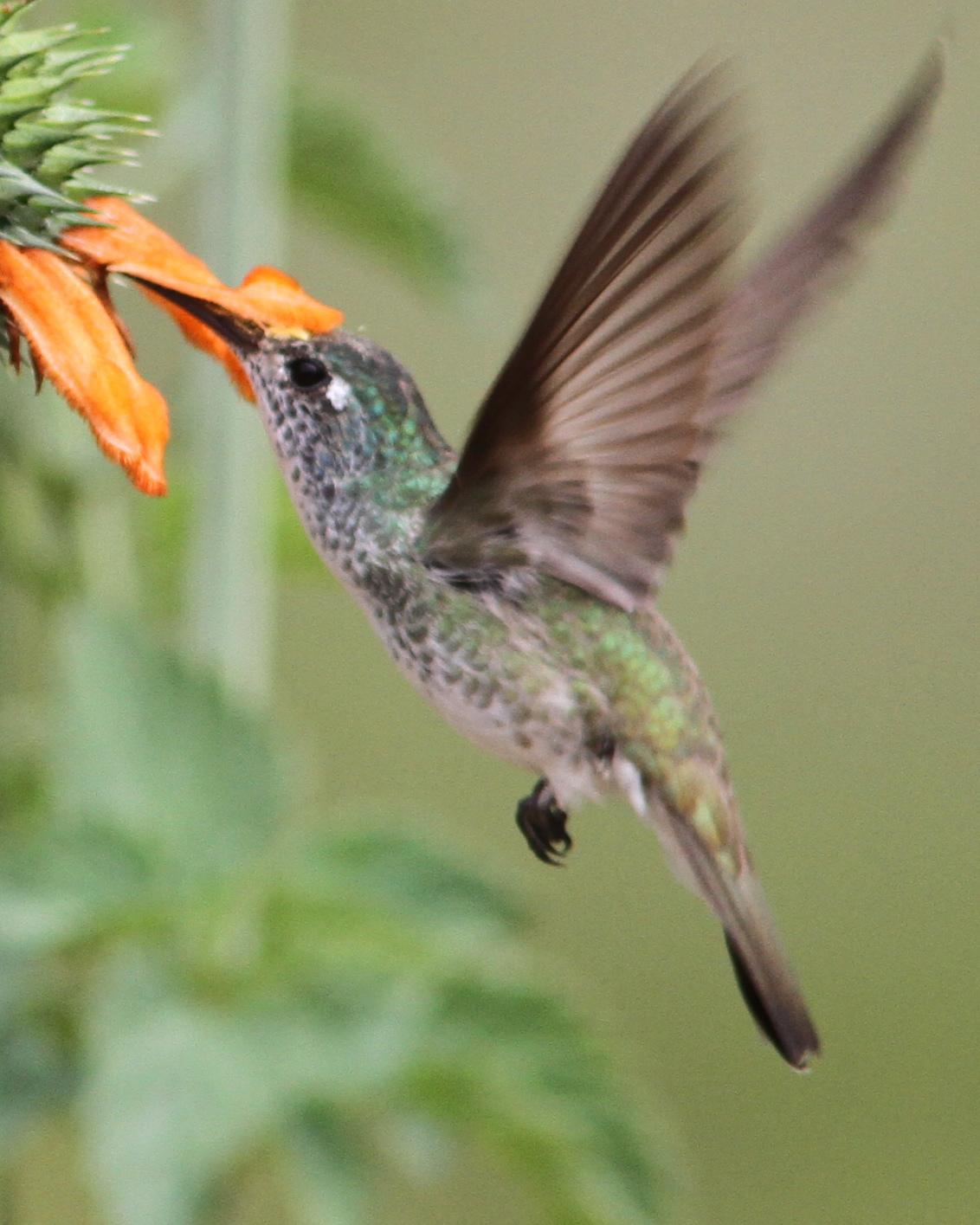 Spot-throated Hummingbird Photo by Marcelo Padua