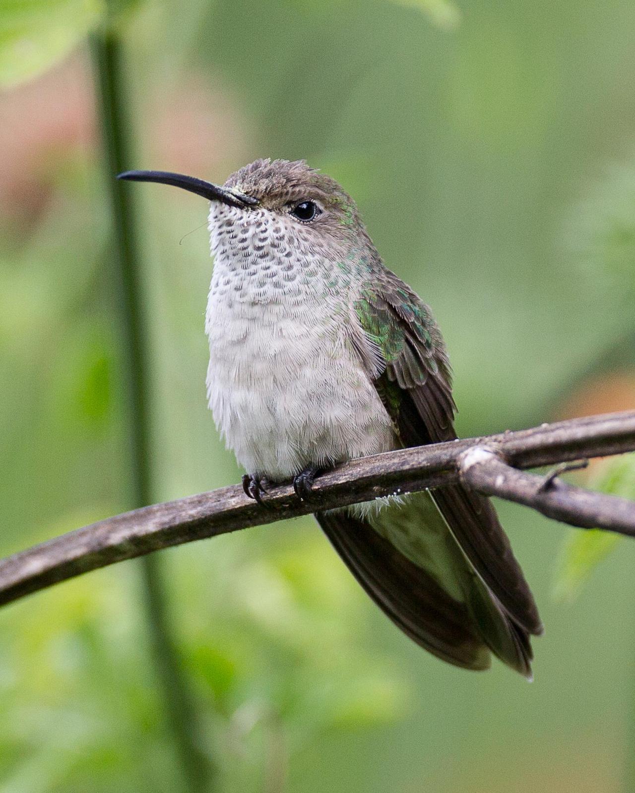 Spot-throated Hummingbird Photo by Robert Lewis