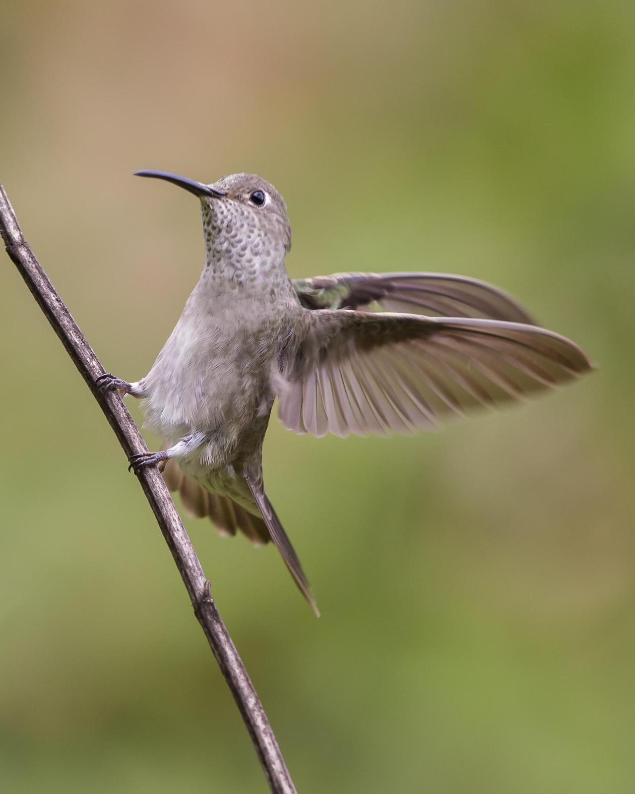 Spot-throated Hummingbird Photo by Peter Hawrylyshyn
