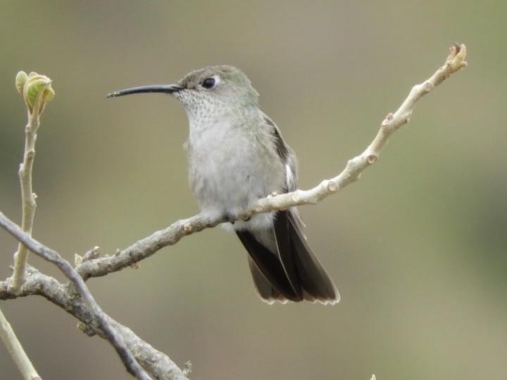 Spot-throated Hummingbird Photo by Jeff Harding