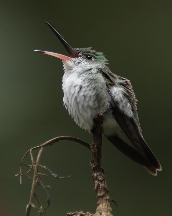 White-bellied Hummingbird Photo by Pornpat Nikamanon