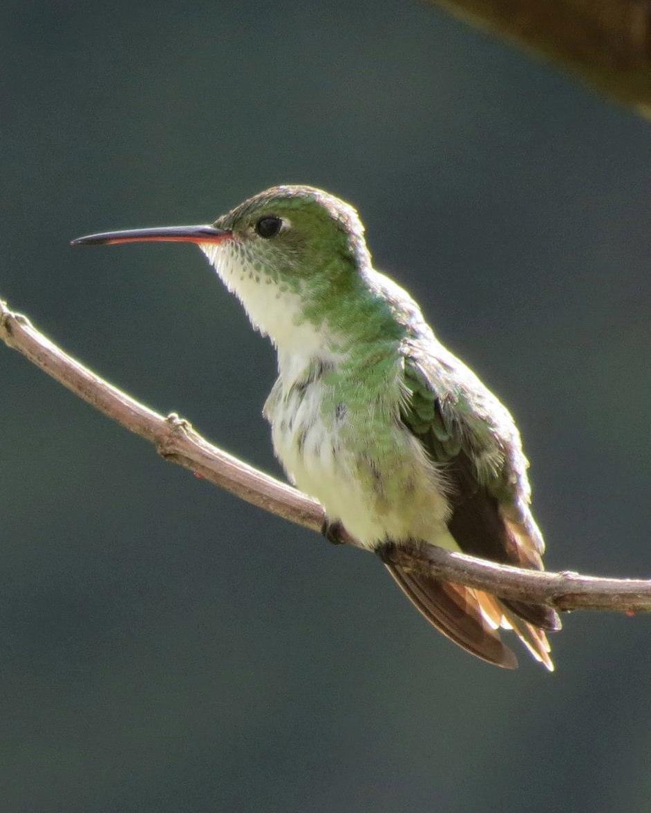Green-and-white Hummingbird Photo by John van Dort