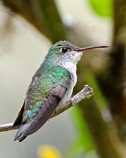 Green-and-white Hummingbird Photo by Gerald Friesen