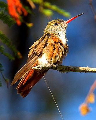 Amazilia Hummingbird Photo by Francesco Veronesi