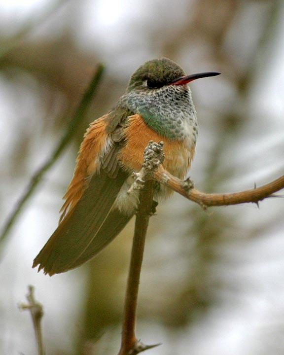 Amazilia Hummingbird Photo by Peter Boesman