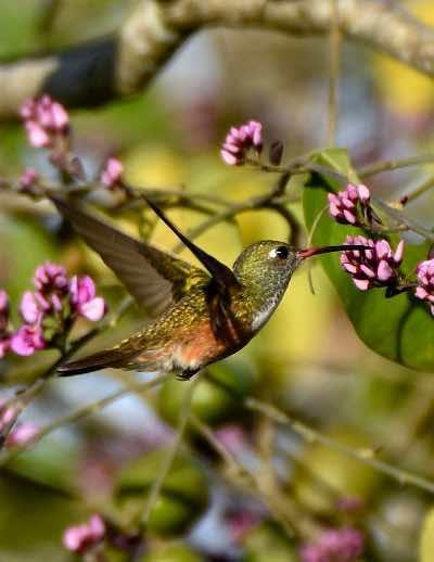 Amazilia Hummingbird Photo by Andrew Pittman