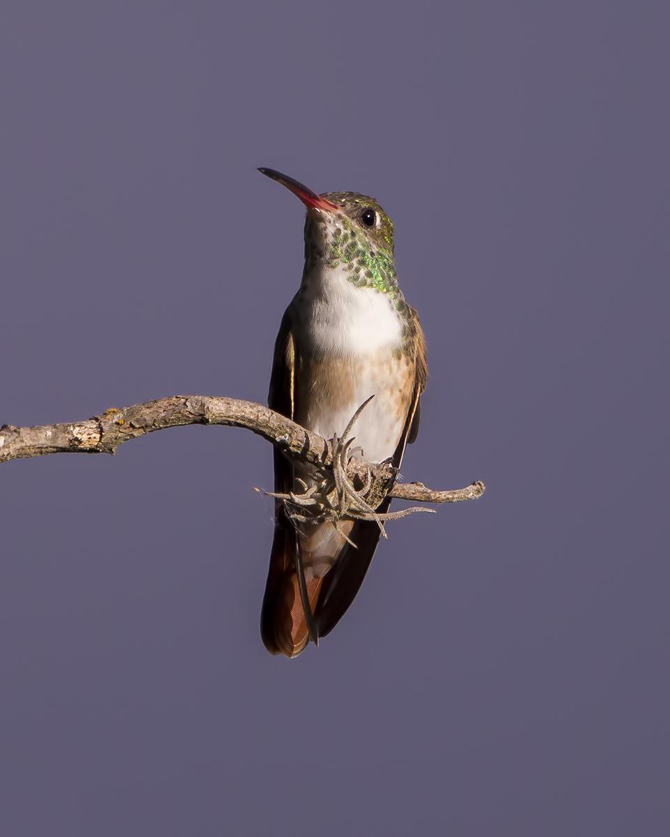 Amazilia Hummingbird Photo by Peter Hawrylyshyn
