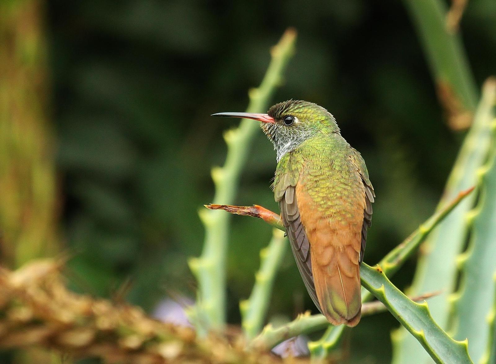Amazilia Hummingbird Photo by Matthew McCluskey