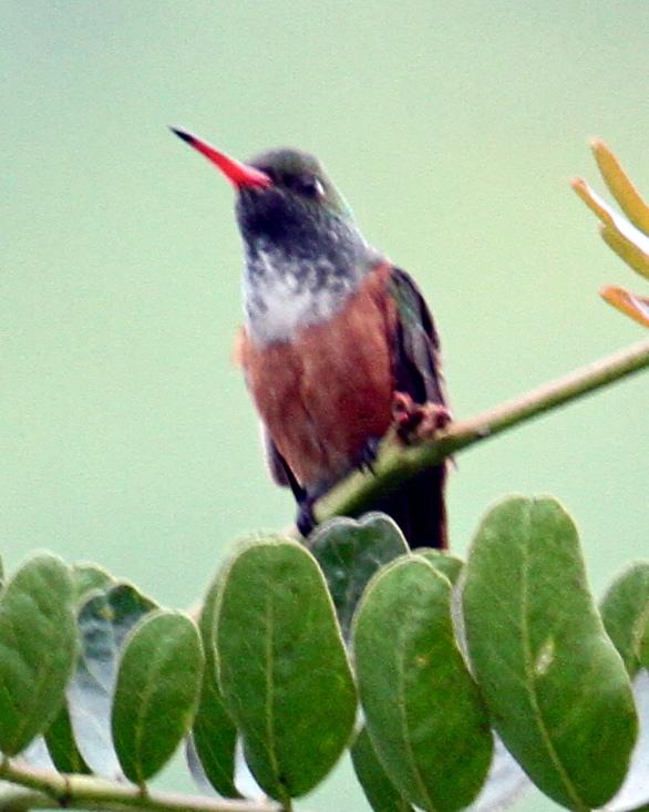 Amazilia Hummingbird Photo by Knut Hansen