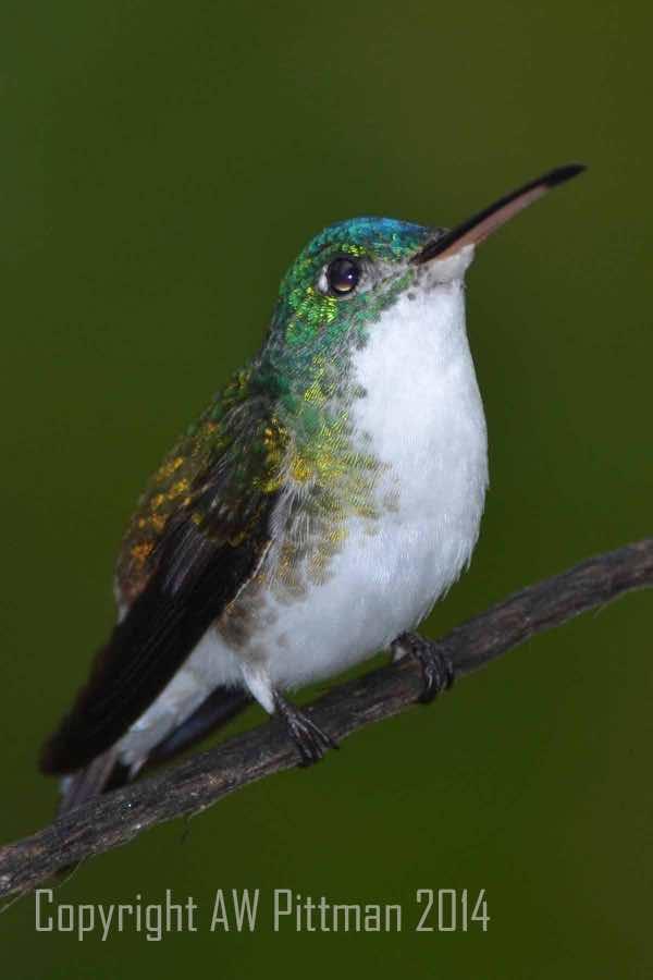 Andean Emerald Photo by Andrew Pittman
