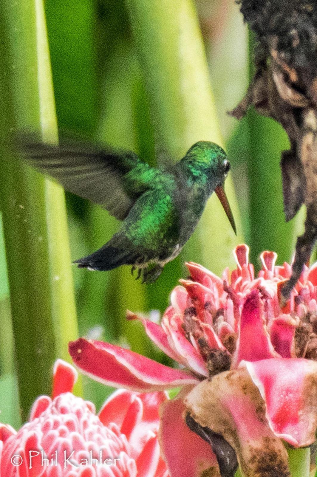 Glittering-throated Emerald Photo by Phil Kahler