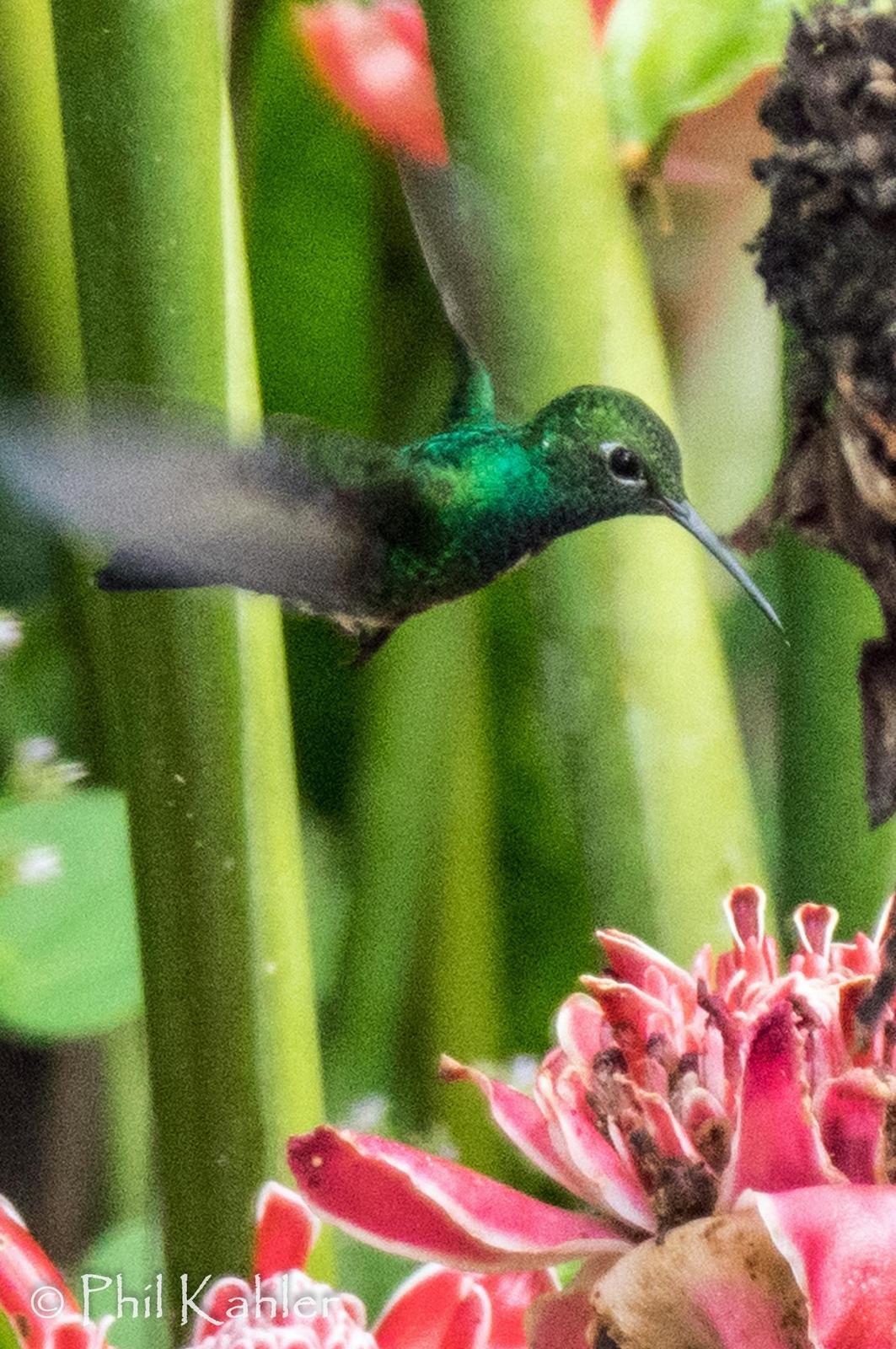Glittering-throated Emerald Photo by Phil Kahler