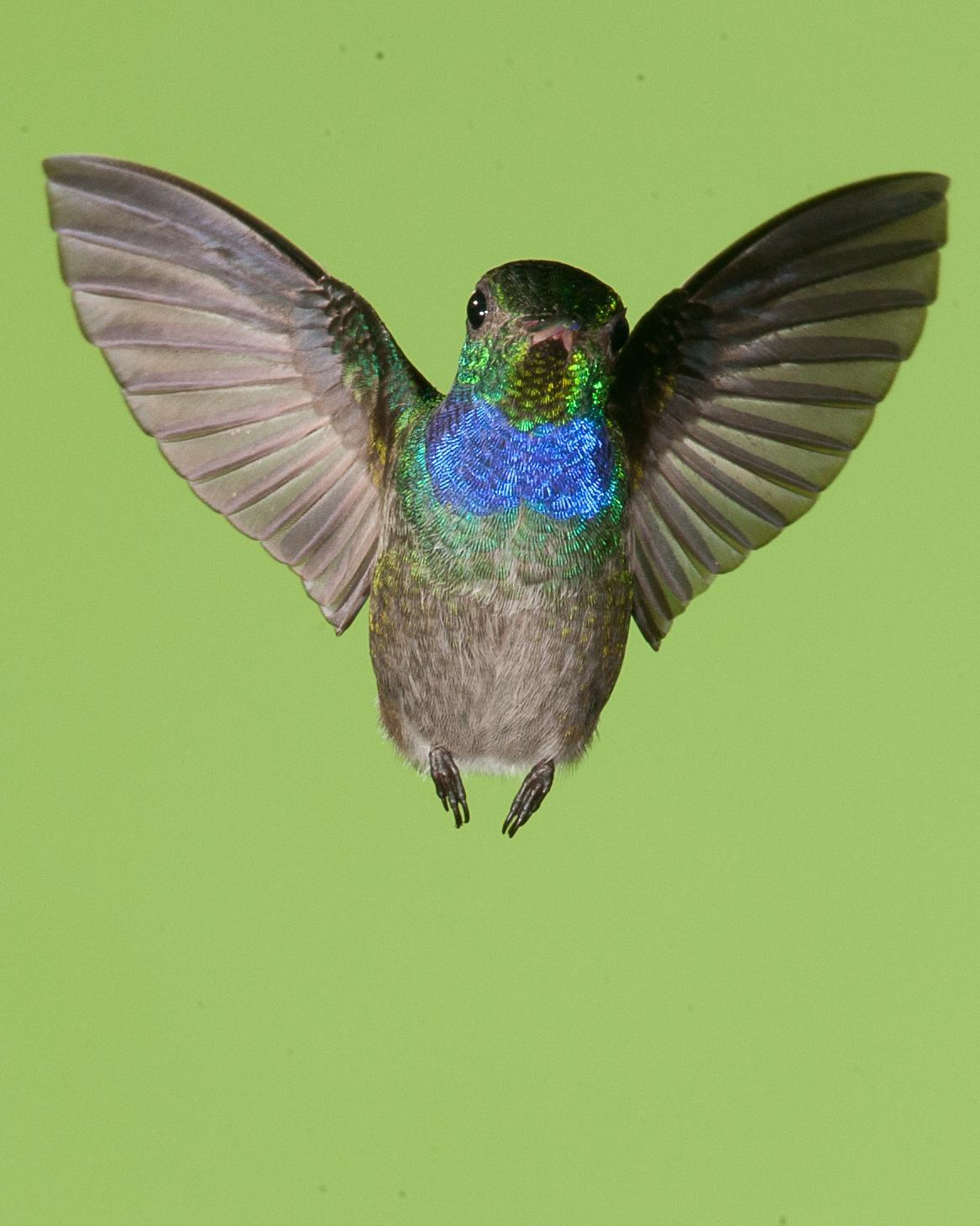 Blue-chested Hummingbird Photo by Robert Lewis