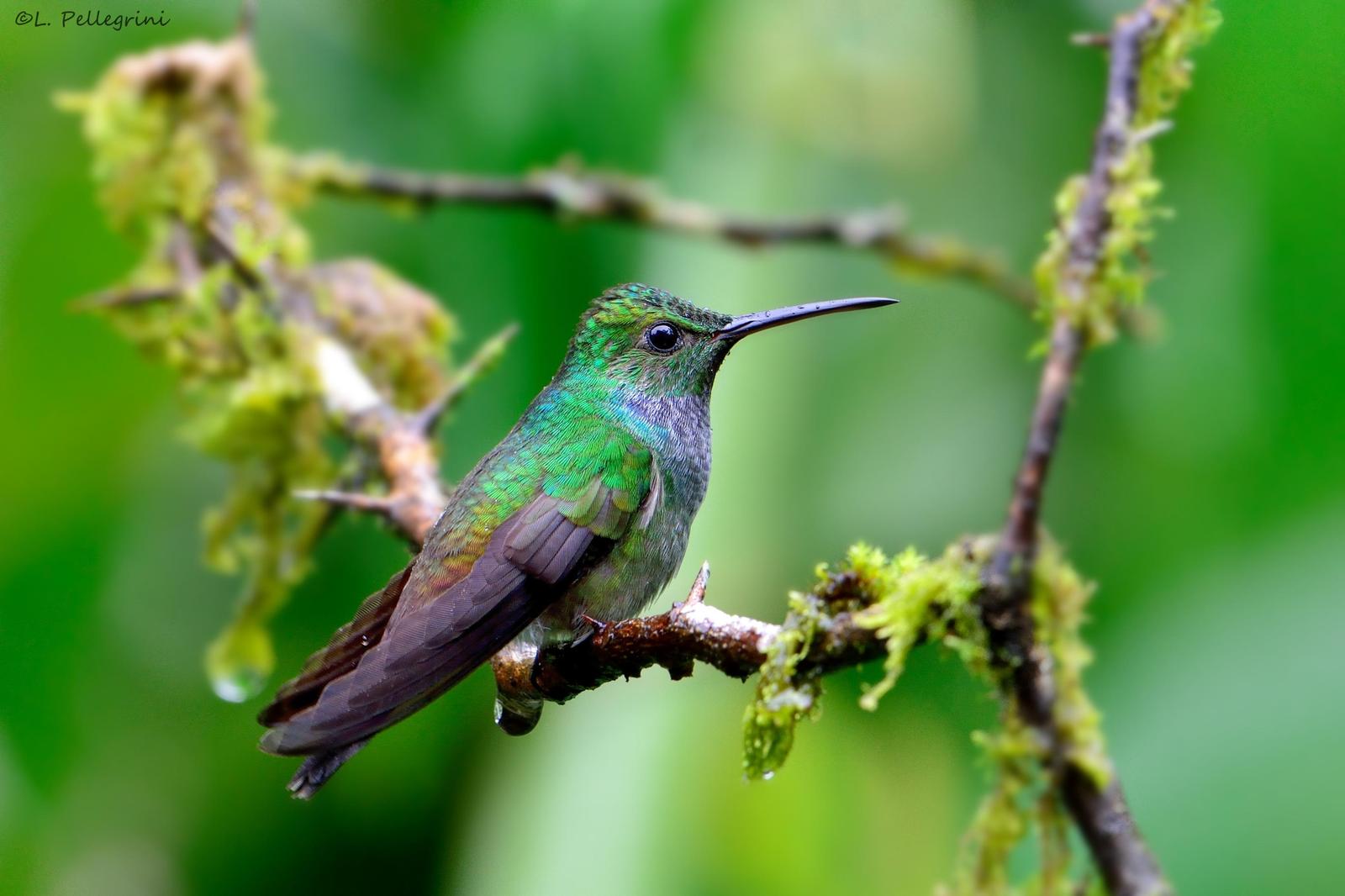 Blue-chested Hummingbird Photo by Laurence Pellegrini