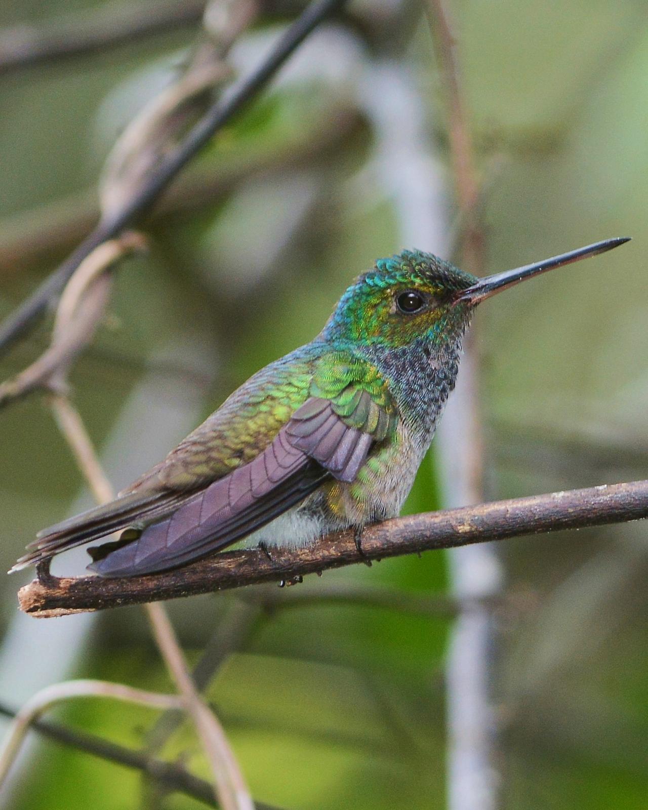 Charming Hummingbird Photo by David Hollie