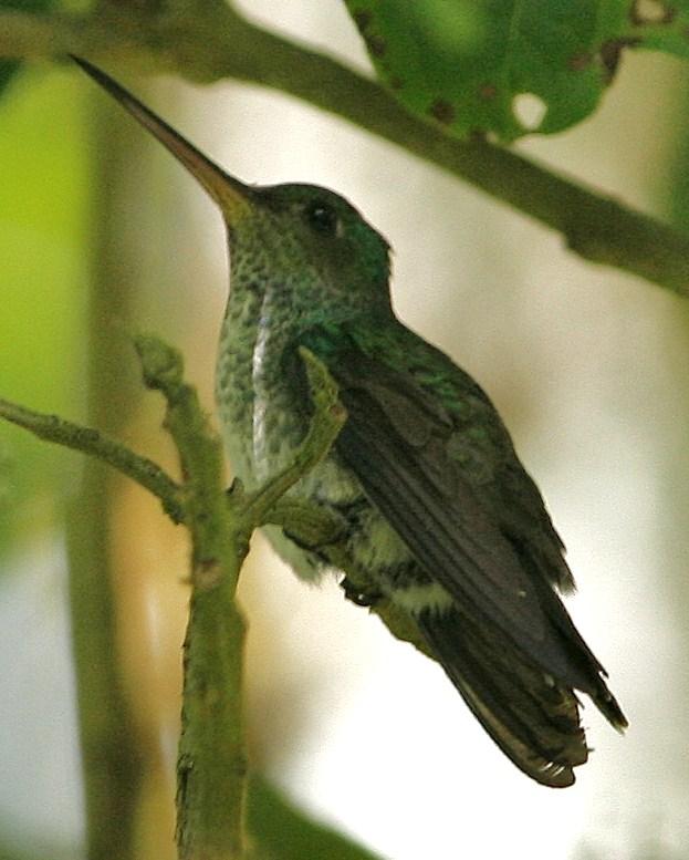 Charming Hummingbird Photo by Oscar Johnson