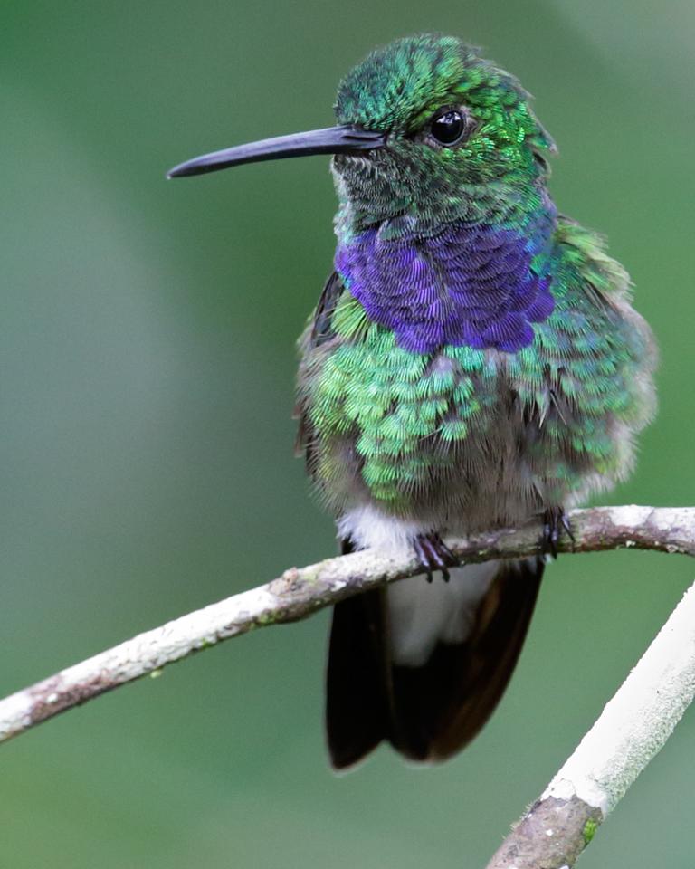 Purple-chested Hummingbird Photo by Nick Athanas