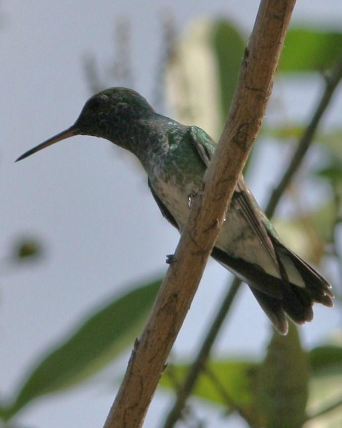 Mangrove Hummingbird Photo by Oscar Johnson