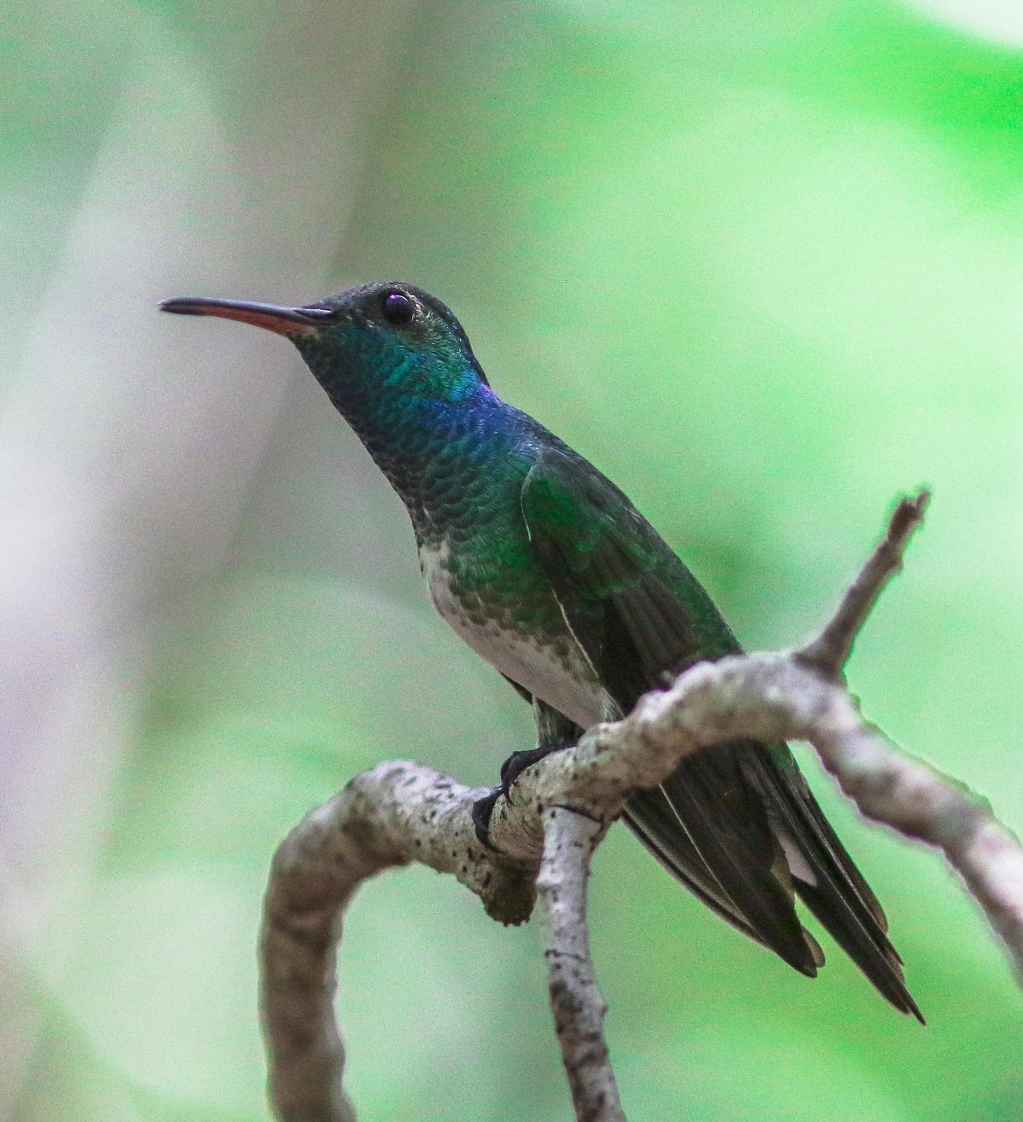 Mangrove Hummingbird Photo by Leonardo Garrigues