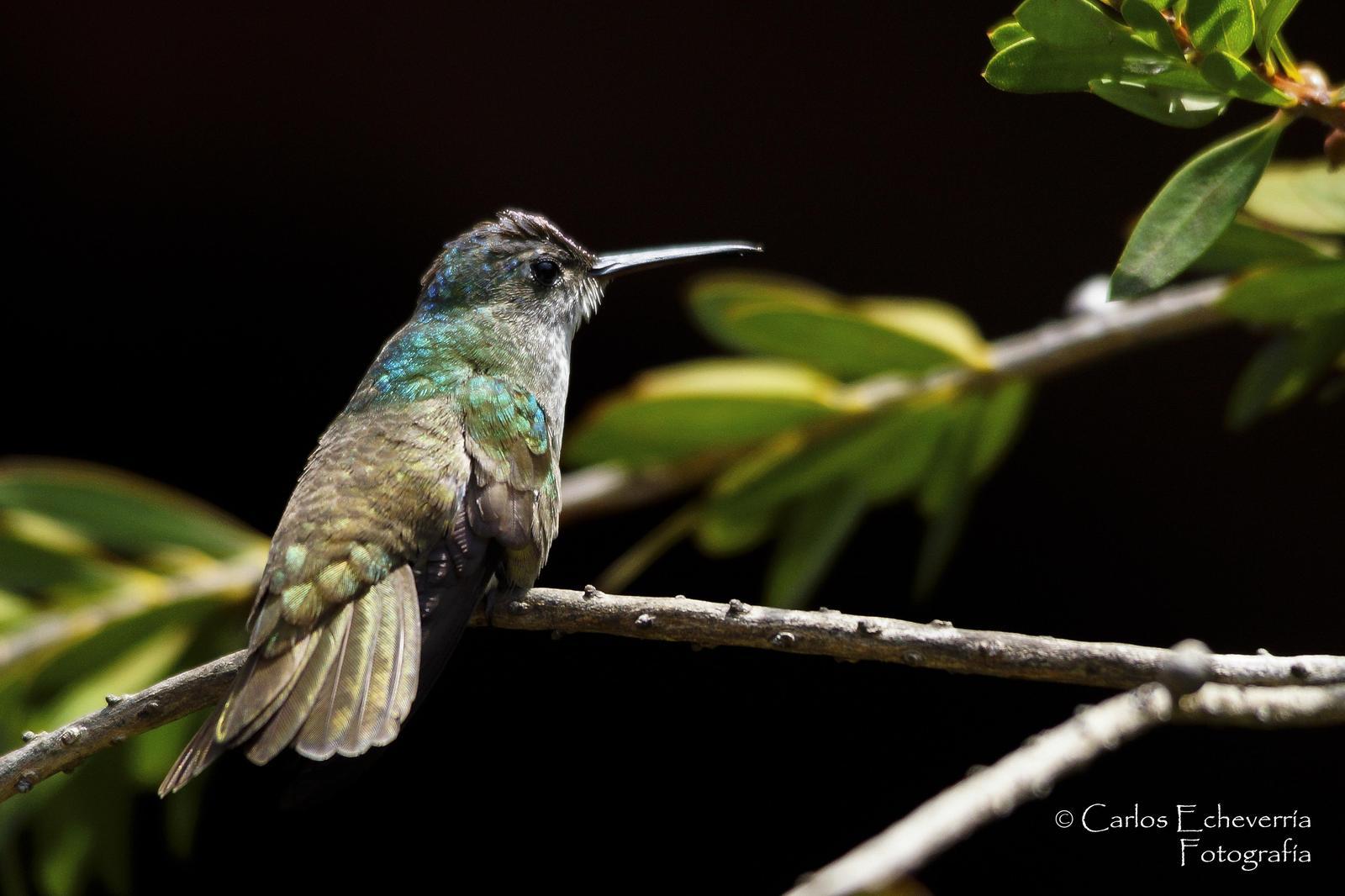 Azure-crowned Hummingbird Photo by Carlos Echeverría