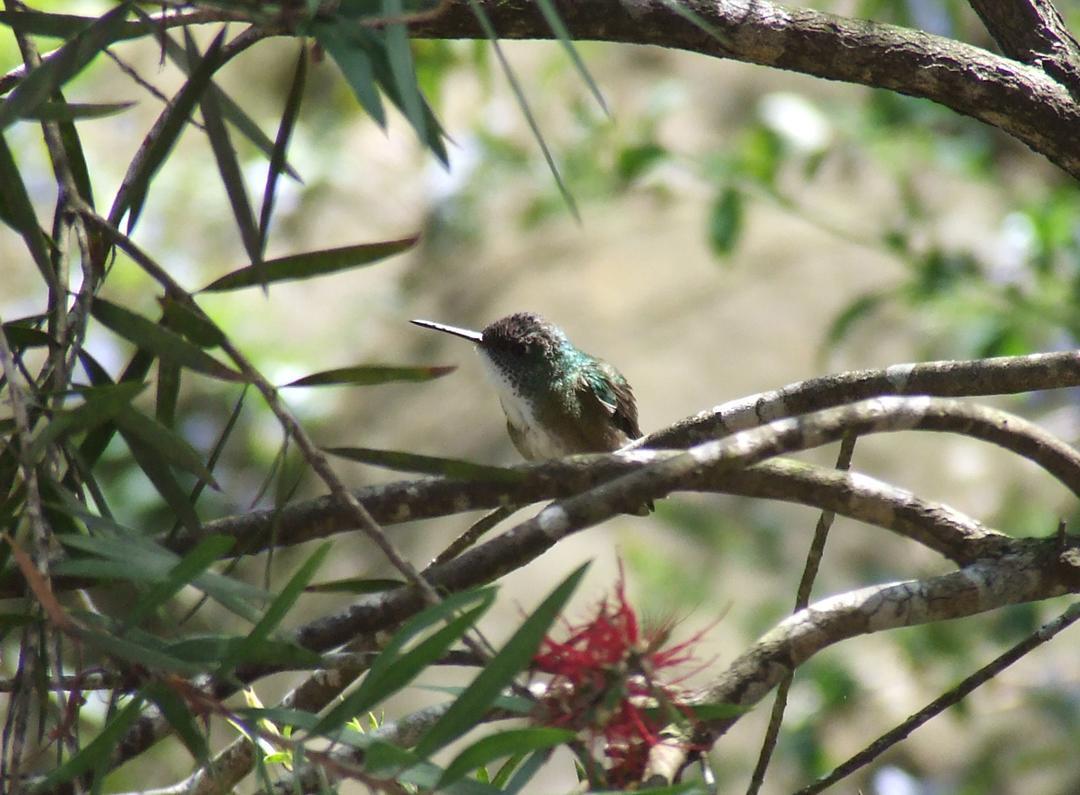 Azure-crowned Hummingbird Photo by Jeff Harding