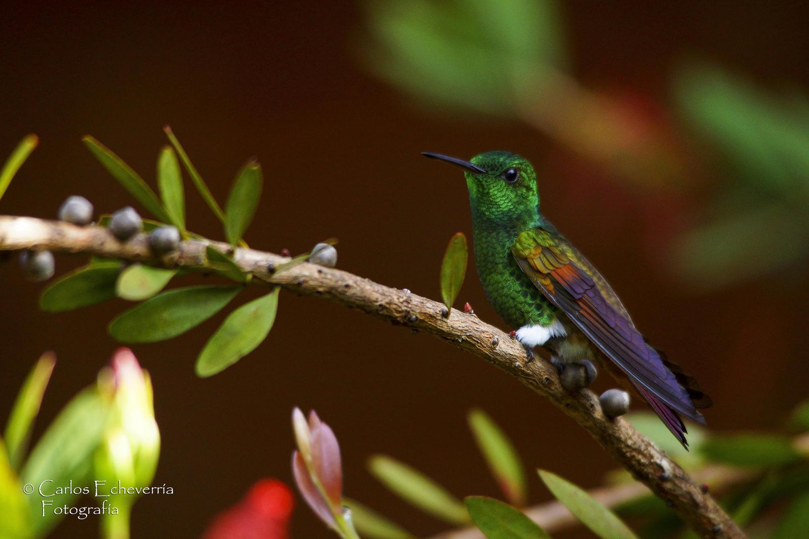 Berylline Hummingbird Photo by Carlos Echeverría