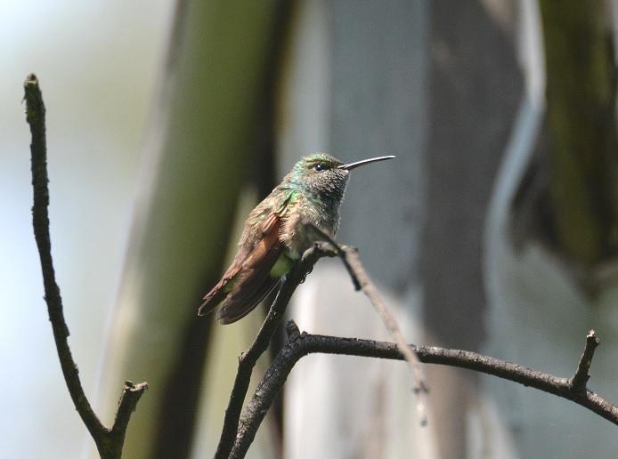 Berylline Hummingbird Photo by Gustavo Fernandez