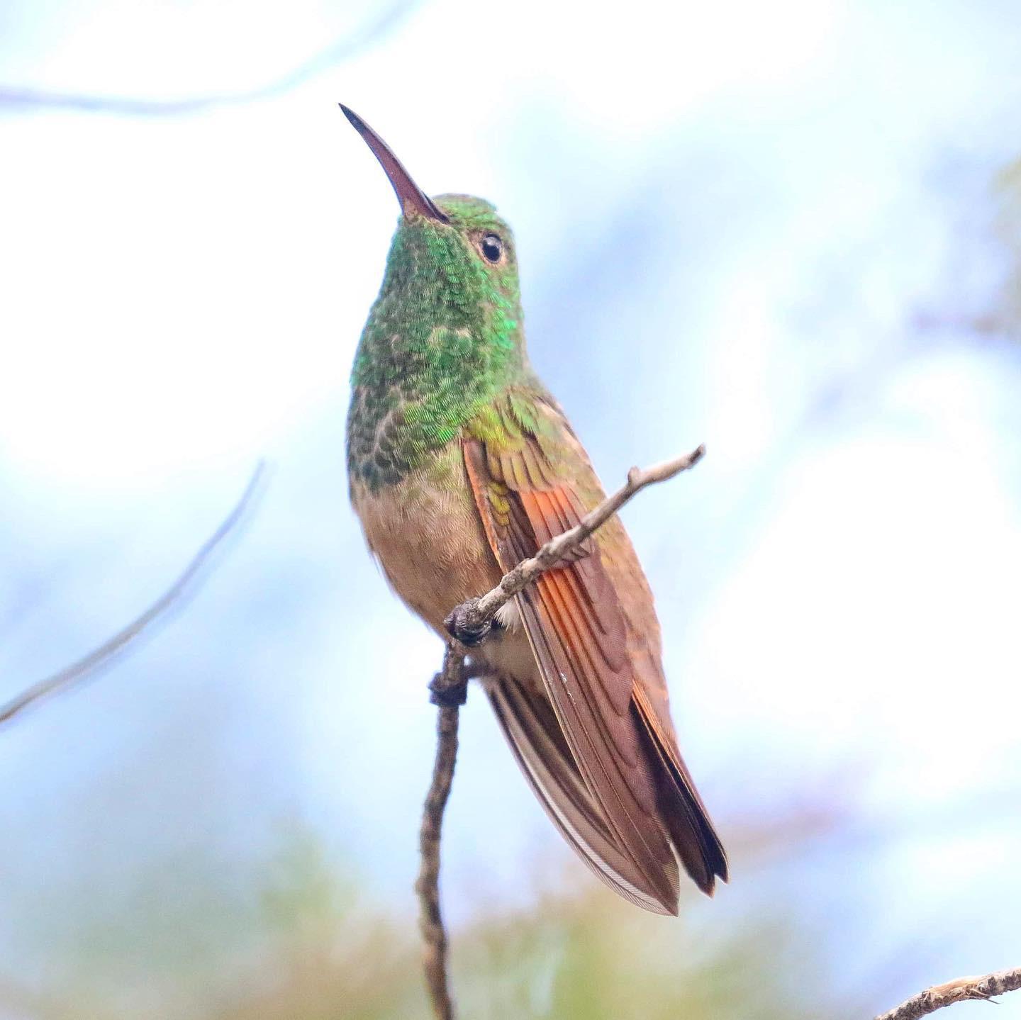 Berylline Hummingbird Photo by Tom Ford-Hutchinson