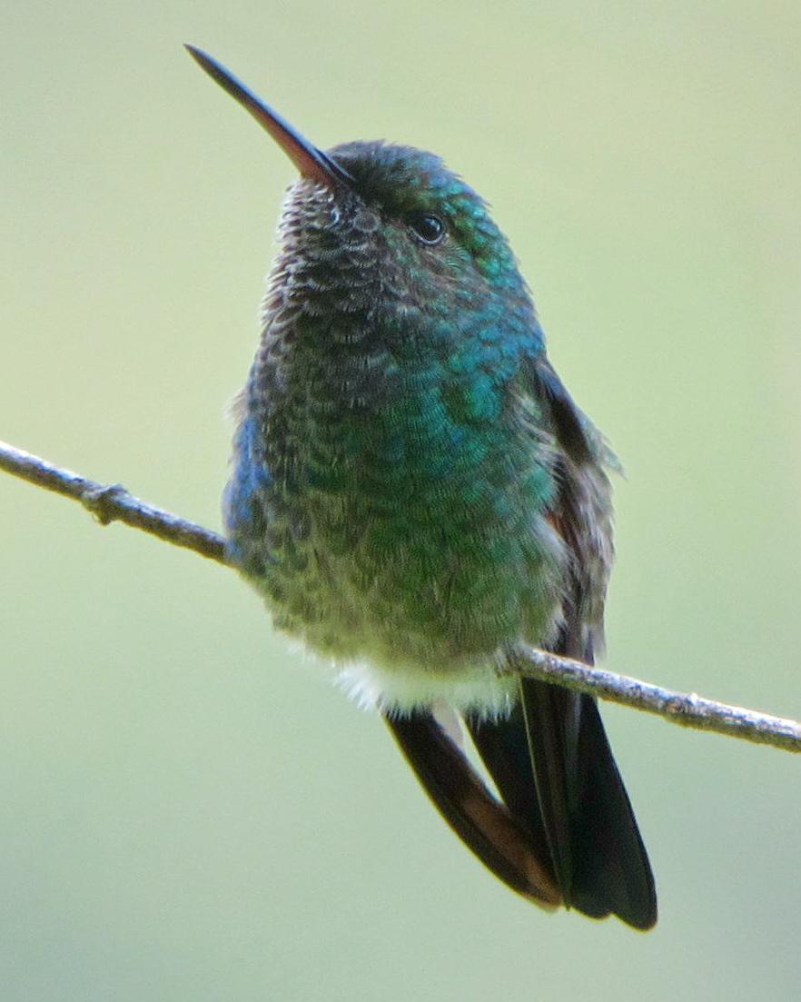 Blue-tailed Hummingbird Photo by Kyle Kittelberger
