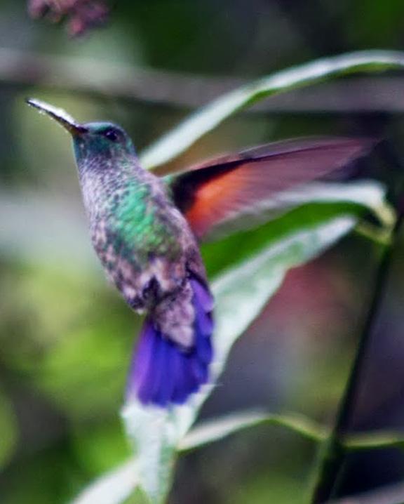 Blue-tailed Hummingbird Photo by Blue-tailed Hummingbird