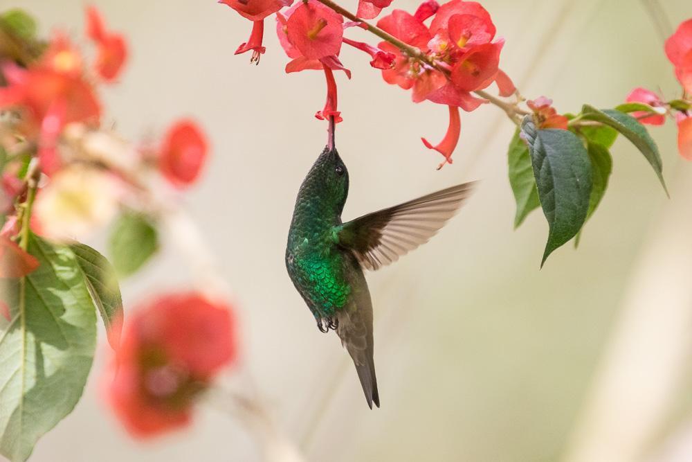 Steely-vented Hummingbird Photo by Rolf Simonsson