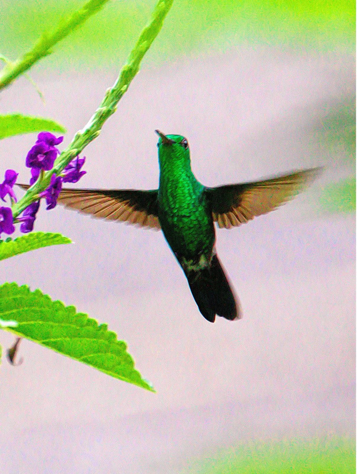 Steely-vented Hummingbird Photo by Dan Tallman