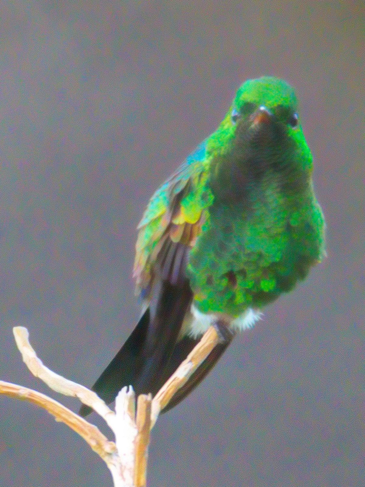 Steely-vented Hummingbird Photo by Dan Tallman