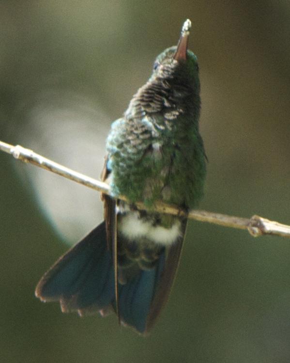 Steely-vented Hummingbird Photo by Mark Baldwin