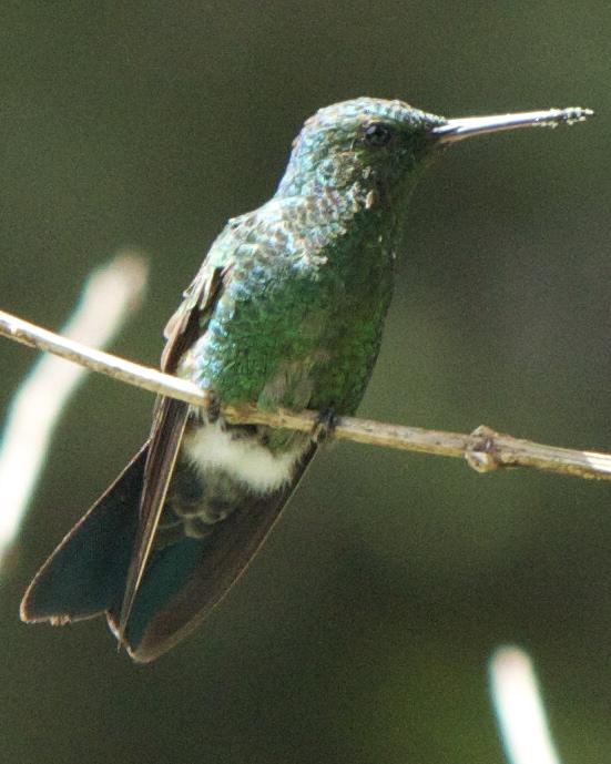 Steely-vented Hummingbird Photo by Mark Baldwin