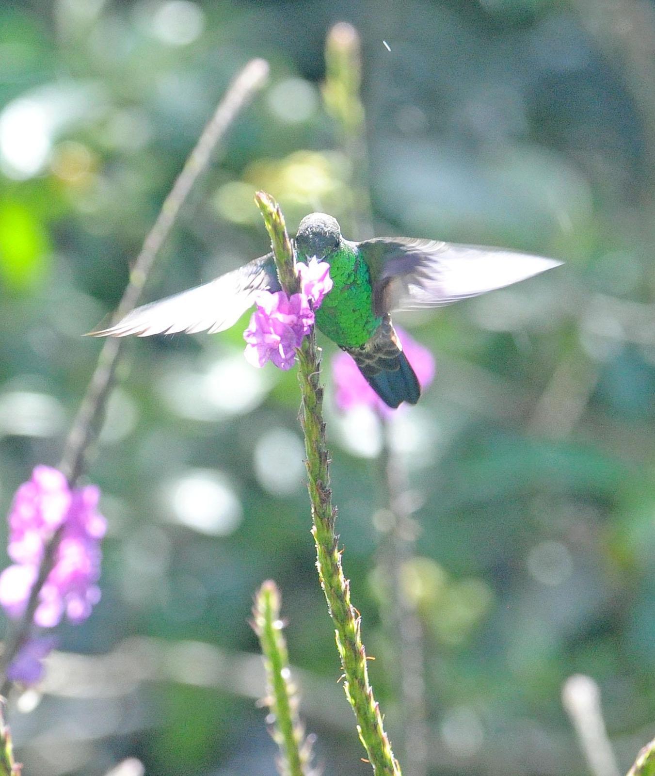 Steely-vented Hummingbird Photo by Mark Rozmarynowycz