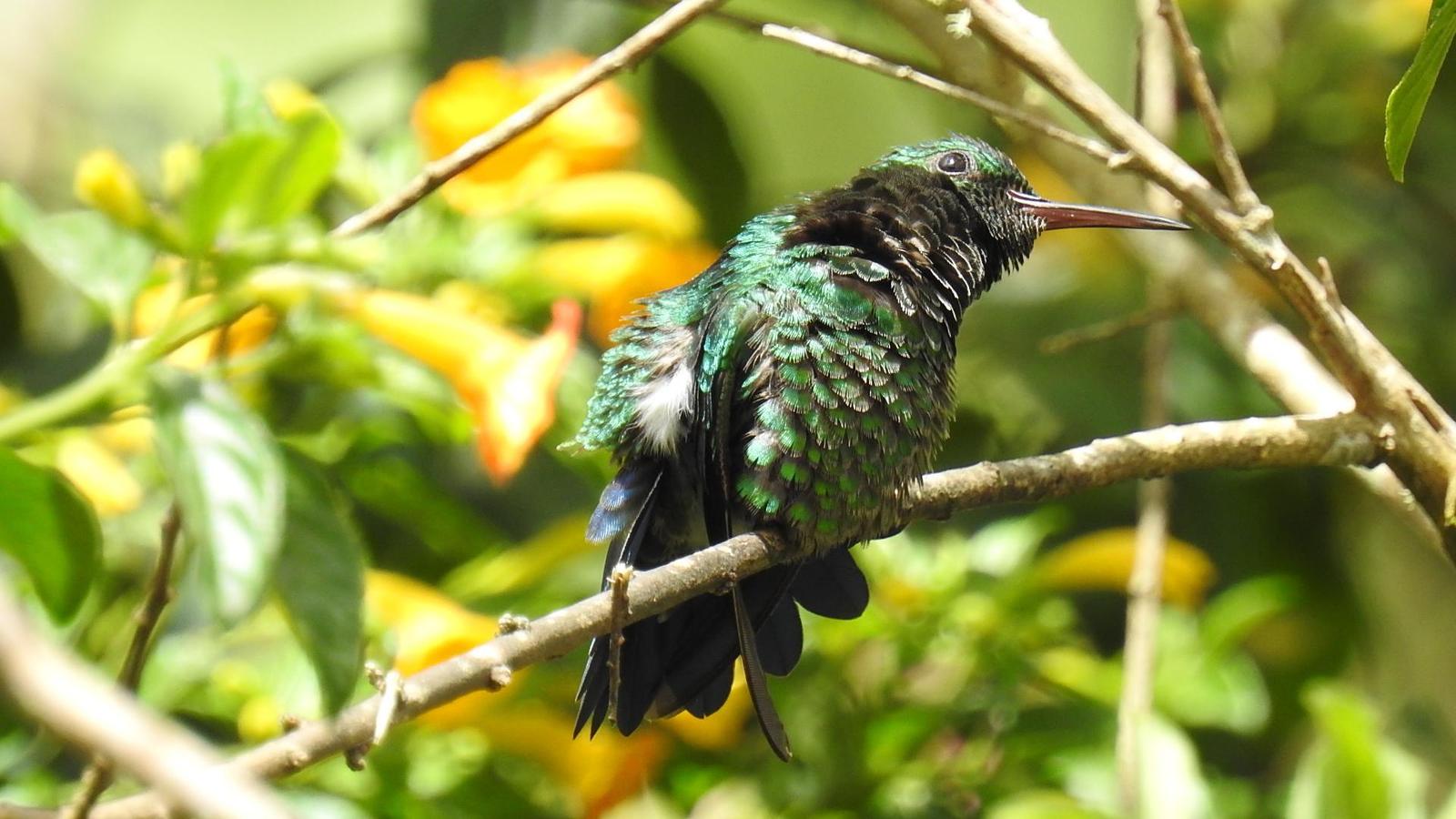 Steely-vented Hummingbird Photo by Julio Delgado