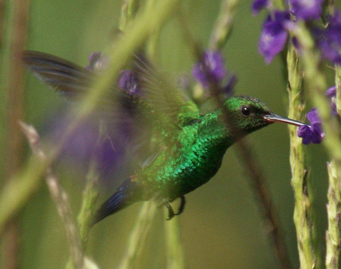 Steely-vented Hummingbird Photo by Robin Oxley
