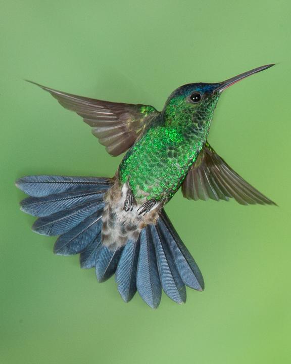 Indigo-capped Hummingbird Photo by Robert Lewis