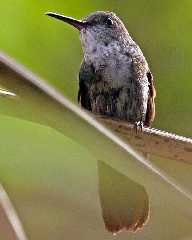 Green-bellied Hummingbird Photo by Michel Giraud-Audine